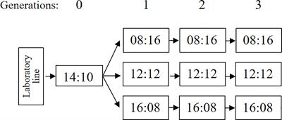 Effects of transgenerational photoperiod experience on the reproduction and development of Anastatus orientalis, an egg parasitoid of the spotted lanternfly